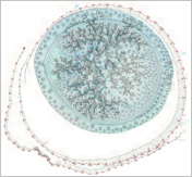 Image Stitching maize