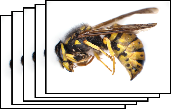 Capturing of the wasp by Deep Focus module of QuickPHOTO