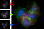 FLUO+ module for QuickPHOTO