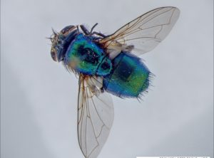 Housefly composed by Deep Focus