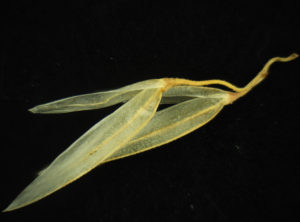 Leaf of bushgrass composed by Deep Focus
