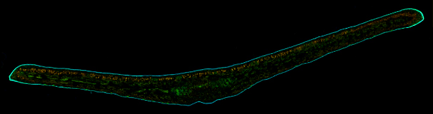 Řez listem podocarpus elatus sešitý modulem Image Stitching