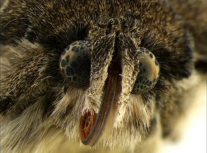 Head of an owlet moth illuminated by SUNFLOWER illuminator