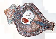 Vitis vinifera seed captured by Image Stitching module for QuickPHOTO